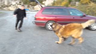 Leonberger dog Aslan  wooohoooowww what a fun [upl. by Carola]