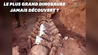 En Argentine le squelette dun immense dinosaure découvert [upl. by Eilema]