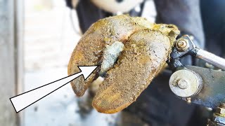 unexpected HUGE STONE stuck in COWS HOOF [upl. by Clemen365]