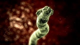 How do worms reproduce  Surprising Science [upl. by Ainimreh]