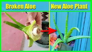 How To Grow Aloe Vera Without Roots From Cuttings Pups or Broken Stem Aloe Vera Propagation [upl. by Nirol]