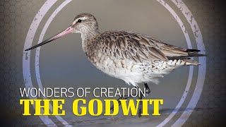 Wonders of Creation Godwit [upl. by Nnylsaj]