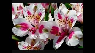 Alstroemeria  Lily of the Incas [upl. by Figge]