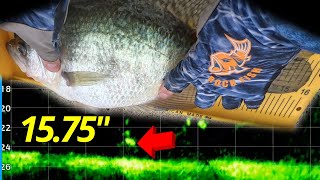 LIVESCOPE PRESPAWN CRAPPIE FISHING [upl. by Ethyl974]