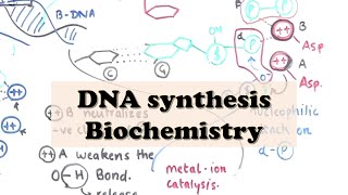 DNA Replication ELONGATION  DNA Synthesis Biochemistry [upl. by Carolee]