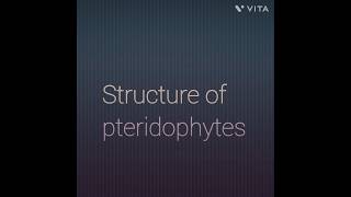 Structure of pteridophytes [upl. by Enilecram]