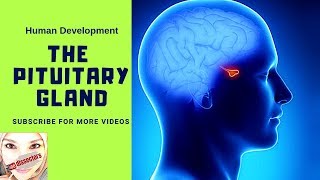 Special embryology  Development of the pituitary gland [upl. by Sylado]