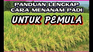 Panduan Lengkap Cara Menanam Padi Untuk Pemula Dari 1  90 HST [upl. by Notsag]