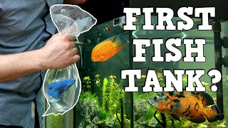 A MUST WATCH For New Fish Keepers FIRST AQUARIUM KFKFK [upl. by Dody]