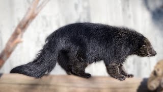 Binturong  Hewan Berkaki Lima [upl. by Ecinehs]