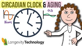 Circadian rhythms and aging [upl. by Akiram989]