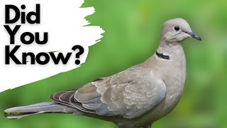 Things you need to know about COLLARED DOVES [upl. by Luapleahcim]