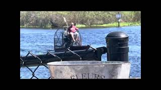 Airboat  Alligator Hiding in River  Florida airboat alligator hide river water florida [upl. by Lalise]