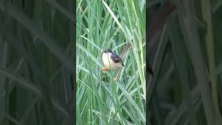 Ashy prinia💥on paddy field🤗pls subscribe🙏 [upl. by Kostman]