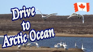 🧊 Drive to Arctic Ocean 🦢 [upl. by Demaggio]