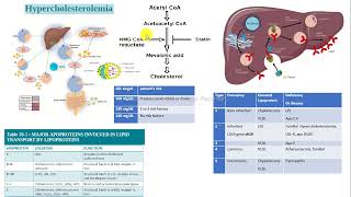 caso clínico hipercolesterolemia colesterol estatinas bioquímica [upl. by Aihcsrop122]