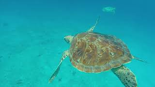 Swim with Turtles Shipwrecks Snorkel and Beach Bridgetown Barbados [upl. by Caylor]