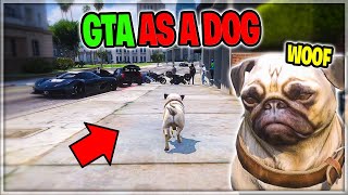 KILLER PUG Takes Over Entire City in GTA 5 RP [upl. by Harolda]