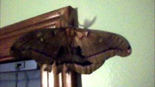 Giant Polyphemus Moth the Size of a Bird [upl. by Enelav]