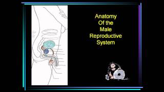 Puberty Changes in Females  Reaching the age of Adolescence  Class 8 Biology Chapter 10 [upl. by Naujled655]