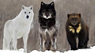 These Are 10 Alaskan Wilderness Animals [upl. by Eirellam]