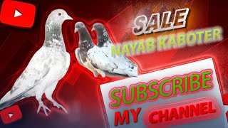 Sale Kaboter Challenge 10 Surprising Facts About Sale Pigeons That Blow Your Mind WillieSalim [upl. by Demmy401]