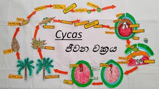 Life Cycle of Cycas  Cycas ජීවන චක්‍රය [upl. by Hrutkay]