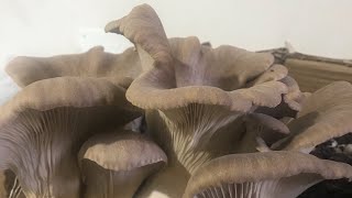 cardoncelli ricetta  trumpet mushroom recipe [upl. by Gardner667]