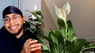 Peace Lily Spathiphyllum Care Guide [upl. by Sachi]