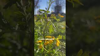 Tanacetum vulgare🌼plants 🌿nature💚ukraine🇺🇦video vlog garden [upl. by Formenti]