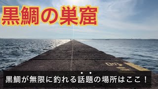 クロダイが無限に釣れると話題の千葉にある異次元堤防はここ！ [upl. by Kowatch220]