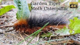 Garden Tiger Moth Caterpillar  Arctia caja 4K Ultra HD [upl. by Nikola]