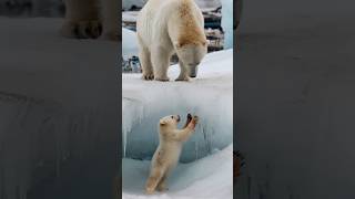 A story about a polar bear cub in distress [upl. by Enened]