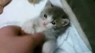 playing with baby kitten [upl. by Lazare]