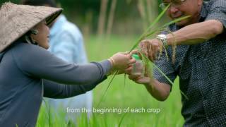 Training Vietnamese Rice Farmers [upl. by Ydnir]