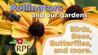 Pollinators And Our Gardens [upl. by Rehtaeh806]