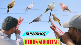 Best Birds Shooting With Handmade Slingshot [upl. by Slavic]