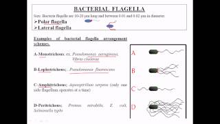 Types of flagella [upl. by Mccourt]