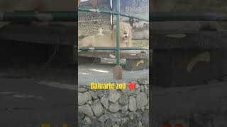 baluarte zoo short shorts [upl. by Akeemahs]