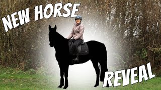 NEW HORSE REVEAL [upl. by Rosenzweig]