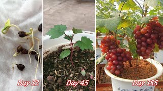 Tips for growing grapes from seeds for gardeners  how to grow grapes from seeds [upl. by Henleigh]