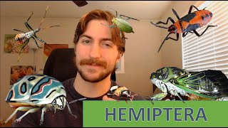 Hemiptera The True Bugs  Order Spotlight [upl. by Gauldin]