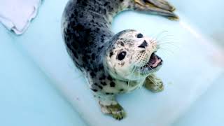 Baby Seal Sounds [upl. by Surdna758]