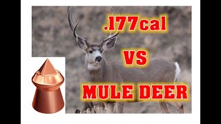 177cal PELLET vs MEDIUM SIZED GameILLEGAL but DEADLY [upl. by Nesnaj]