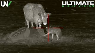 Cattle Rancher has a Big Problem  Hunting Predators with Thermal [upl. by Oderfla]