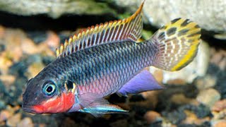 Kribensis  Nigerian Red Update  How to Build Dwarf Cichlid Apistogramma amp Krib Caves or Hides [upl. by Stalk]