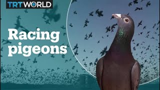 Whats pigeon racing [upl. by Akcimahs]