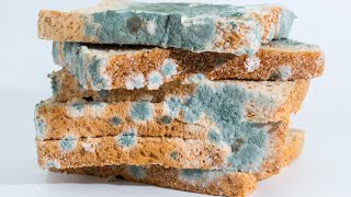 What To Do If You Accidentally Eat Mold [upl. by Retrac887]