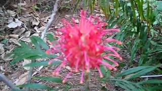 Grevillea banksii [upl. by Tini]