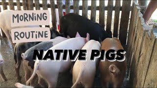 Native pig crossbreed w large white amp durok  Native Pig farming in the Philippines 🇵🇭 [upl. by Manchester]